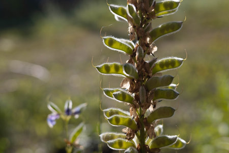 Close up of a young plant with green leaves and seedsの写真素材