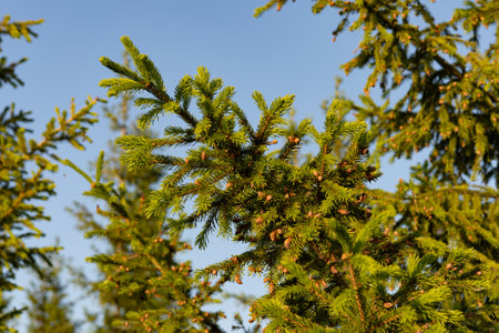 Green spruce branches with cones on blue sky background, close upの写真素材