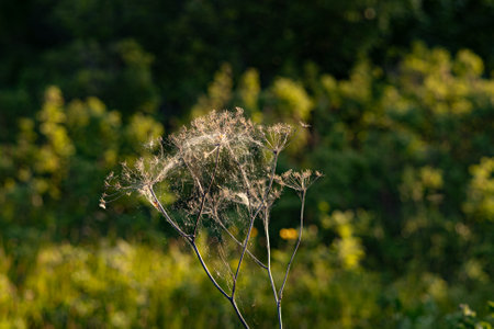 Dry plant in the meadow in the rays of the setting sunの写真素材