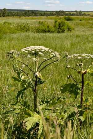 Growing in Heracleum field, a plant that is dangerous for agriculture. close up.