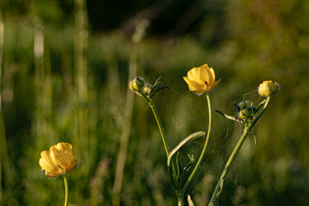 Ranunculus acris, commonly known as buttercup.の写真素材