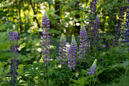 Lupine flowers in the garden. Selective focus. nature.の写真素材