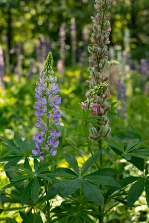 Lupine flowers blooming in the garden on a sunny dayの写真素材