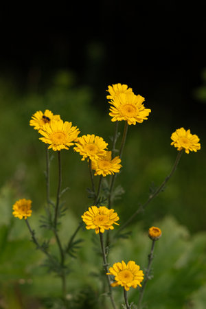 Yellow daisies on a dark background. Shallow depth of field.の写真素材