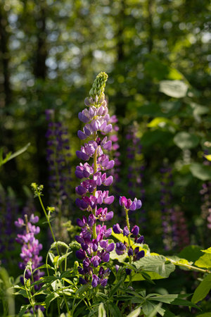 Purple lupine flowers in the forest on a sunny dayの写真素材