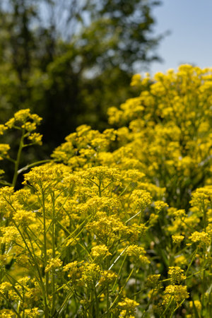Yellow wildflowers in a field in springtime. Selective focus.の写真素材