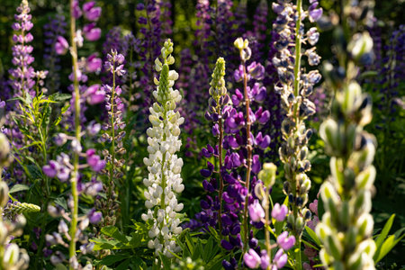 Colorful lupine flowers blooming in the garden in springの写真素材