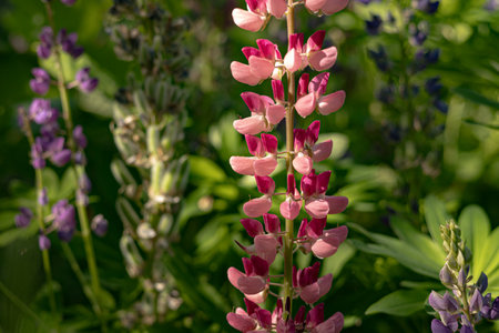 Lupine flowers in the garden on a sunny summer day.の写真素材