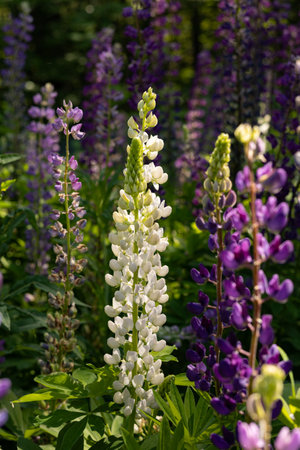 Lupine flowers in full bloom in the summer garden. Selective focus.の写真素材