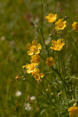 Yellow buttercup flowers in the meadow on a sunny summer dayの写真素材