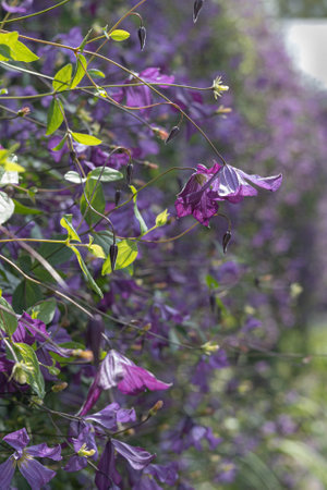 Purple clematis flowers on a tree in the garden.の写真素材