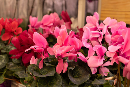 Pink cyclamen flowers in the flower market. Close up view.の写真素材