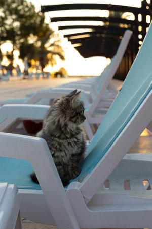 Cute cat sitting on a deckchair on the beach at sunset.の写真素材