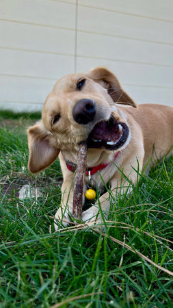Cute yellow puppy with a stick in the grass.の写真素材