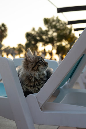 Cat relax on sunbed at seaside resort. Hotel.の写真素材