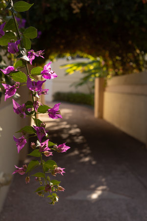 Bougainvillea flowers in the garden. Selective focus.の写真素材