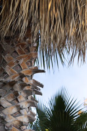 Palm tree against the blue sky, close-up, verticalの写真素材