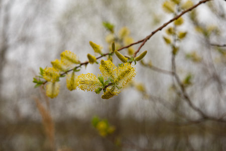 Flowering willow branches on a spring day close-up