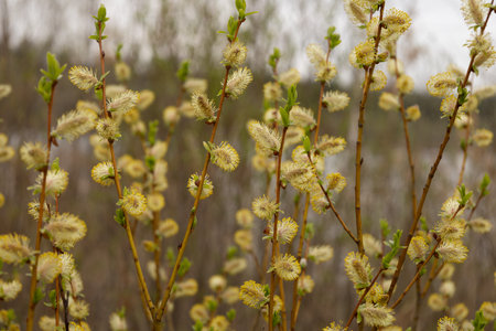 Willow branch with yellow flowers in early spring.