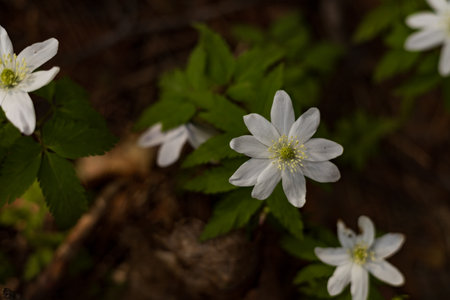 Anemone nemorosa, Wood anemone (Anemone nemorosa)の写真素材