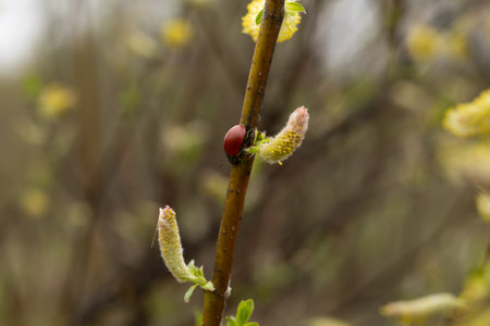 Flowering branches of a willow on a spring dayの写真素材