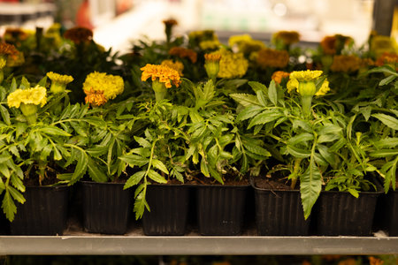 Marigold flowers in black plastic pots at the flower market.の写真素材