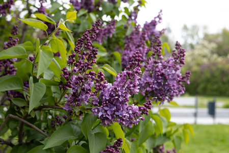 Purple lilac flowers on the branches of a tree in the gardenの写真素材
