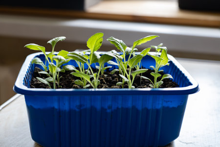Young seedlings of basil in a blue plastic pot on the windowsillの写真素材