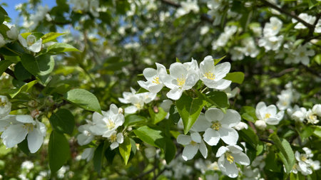 Apple blossoms in spring, closeup of white flowers on branches