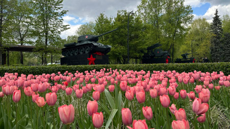 Tulips in the park. Spring Day.の写真素材