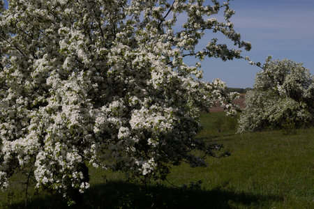Apple tree in bloom with white flowers on a sunny spring day.の写真素材