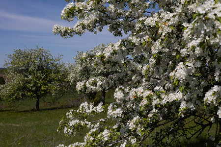 Blossoming apple orchard in spring. White flowers on a tree.の写真素材