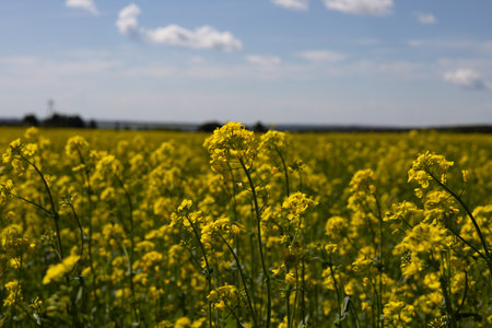 A field of blooming rapeseed with blue sky in the backgroundの写真素材