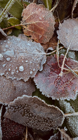 Frosted leaves on the ground in the early morning. Macro