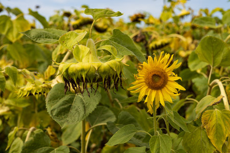 Sunflower on the field with green leaves in summer. Close-up.