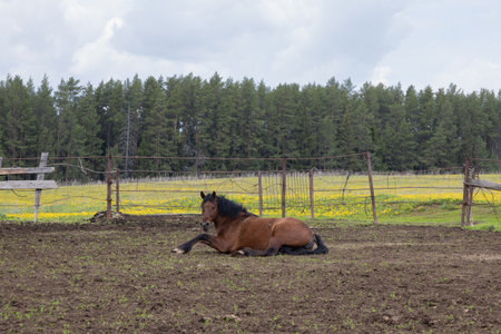 Horse lying in the field in summerの写真素材