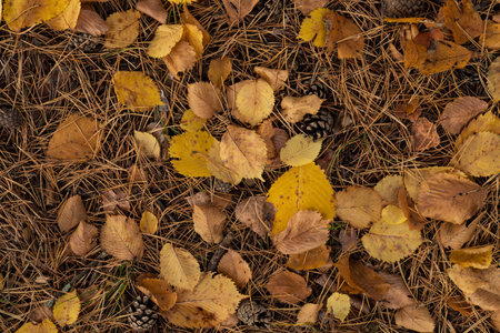 Fallen leaves on the ground in the forest. Top view.
