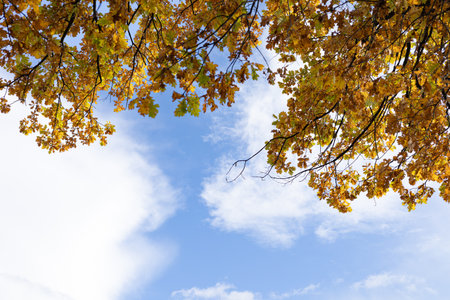 autumn leaves against the blue sky and white clouds, nature series