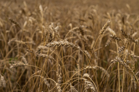 Wheatfield. Ears of golden wheat close-up.
