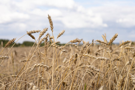 Golden ears of wheat on a background of blue sky with clouds.