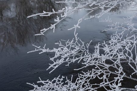 Hoarfrost on the branches of trees on the bank of the river