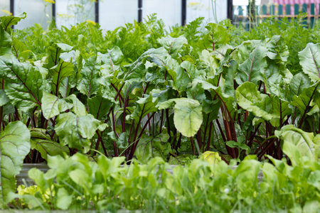 Beetroot plants growing in a greenhouse in the garden. Selective focus.