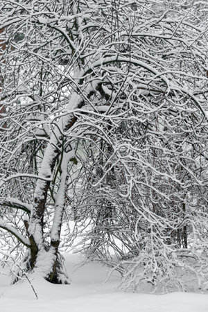 Winter background of trees and branches covered with snow. Snowing day, cold winter weather outdoors, landscape concept. Selective focus.の写真素材