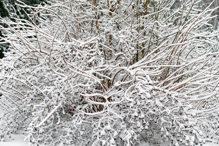 Winter background of trees and branches covered with snow. Snowing day, cold winter weather outdoors, landscape concept. Selective focus.の写真素材