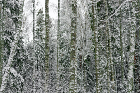 Winter background of trees and branches covered with snow. Snowing day, cold winter weather outdoors, landscape concept. Selective focus.の写真素材