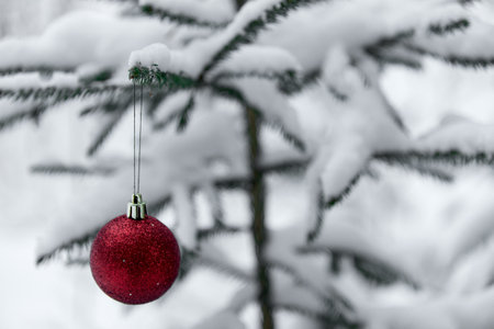 Christmas red bauble hanging on Christmas tree branch covered with snow. Outside. Winter Sunny Day. Selective focus.の写真素材