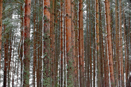 Winter background of trees and branches covered with snow. Snowing day, cold winter weather outdoors, landscape concept. Selective focus.の写真素材