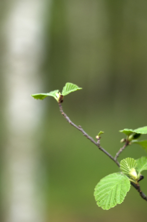 Green branch of aldersの写真素材
