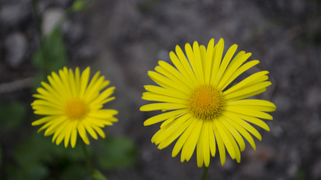 Yellow daisy. Two yellow daisies, focus on front flower