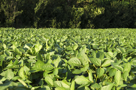 Ripe soybean field in summerの写真素材